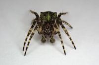 Gibbaranea gibbosa