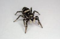 Salticus scenicus