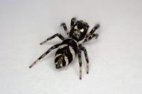 Salticus scenicus