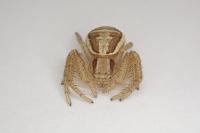 Xysticus ulmi