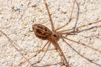 Pholcus phalangioides