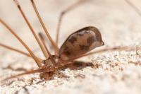 Pholcus phalangioides