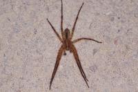 Zoropsis spinimana