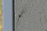 Dicranopalpus ramosus