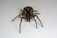 Gibbaranea gibbosa