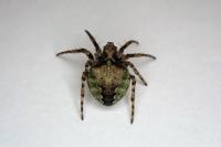 Gibbaranea gibbosa