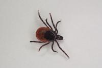 Ixodes ricinus