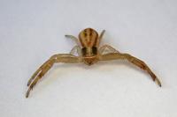 Runcinia grammica