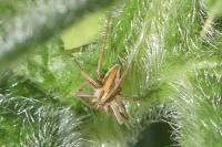 Pisaura mirabilis
