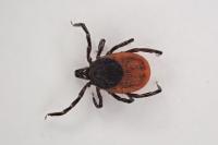 Ixodes ricinus