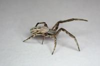 Uloborus walckenaerius