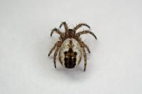 Mangora acalypha