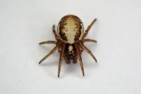 Hypsosinga albovittata