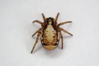 Hypsosinga albovittata