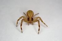 Runcinia grammica