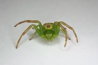 Ebrechtella tricuspidata