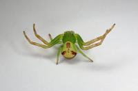 Ebrechtella tricuspidata