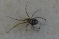 Steatoda triangulosa