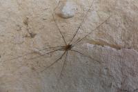 Opilio