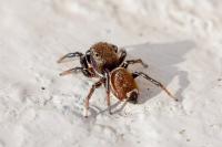 Heliophanus tribulosus