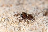 Heliophanus tribulosus