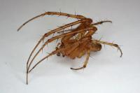 Metellina segmentata