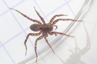 Pardosa amentata