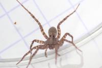 Pardosa amentata