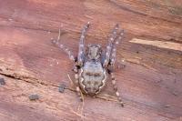 Nuctenea umbratica