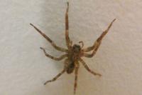 Zoropsis spinimana