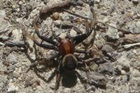 Xysticus