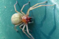 Cheiracanthium