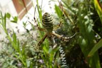 Argiope bruennichi