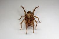 Anyphaena accentuata