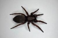 Scotophaeus scutulatus