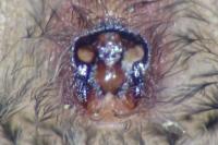 Scotophaeus scutulatus