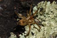 Anyphaena accentuata