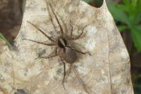Pardosa