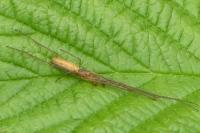 Tetragnatha