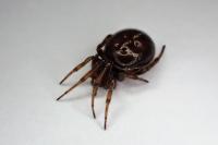 Steatoda bipunctata