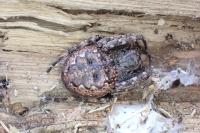 Nuctenea umbratica
