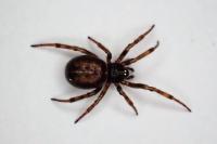 Steatoda bipunctata