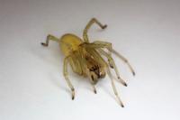 Cheiracanthium