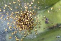 Araneus diadematus