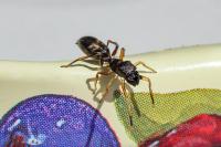 Myrmarachne formicaria