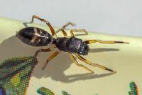 Myrmarachne formicaria