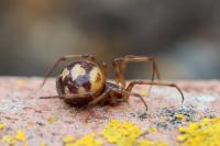 Steatoda triangulosa