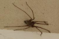 Tegenaria