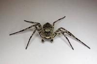 Philodromus margaritatus