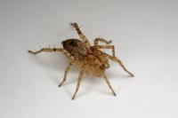 Anyphaena accentuata